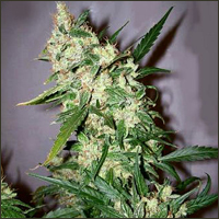 Afghan Marijuana Seeds