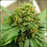 Feminized Lowryder Marijuana Seeds