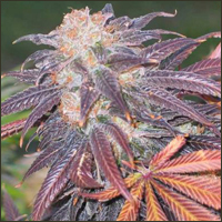 New Purple Power Marijuana Seeds