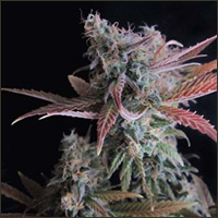 Feminized Raspberry Cough Marijuana Seeds