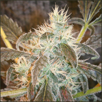 Snow White Marijuana Seeds