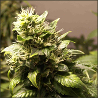 AK-48 Marijuana Seeds