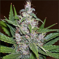 Aurora Indica Marijuana Seeds