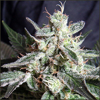 Feminized Black Jack Marijuana Seeds