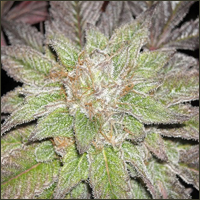 Blackberry Marijuana Seeds