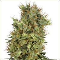 California Orange Bud Marijuana Seeds