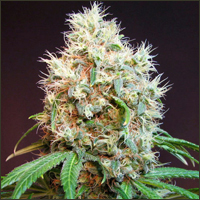 Diesel Marijuana Seeds