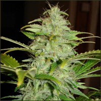 Hindu Kush Marijuana Seeds