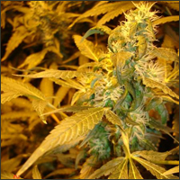 Jock Horror Marijuana Seeds