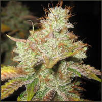 Feminized Master Kush Marijuana Seeds