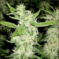 Hawaii Maui Wowie Marijuana Seeds
