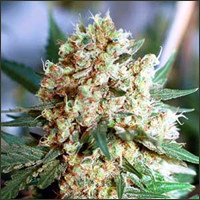 Feminized Northern Lights Marijuana Seeds