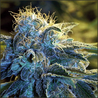 New York Power Diesel Marijuana Seeds