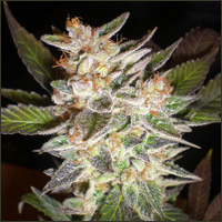 Sterling Haze Marijuana Seeds