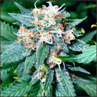 Super Skunk Marijuana Seeds