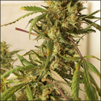 Feminized Swazi Marijuana Seeds