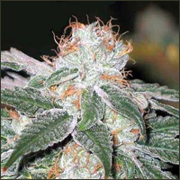White Widow Marijuana Seeds