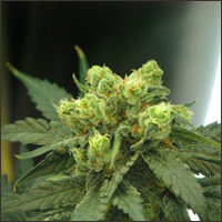 Feminized Wonder Woman Marijuana Seeds